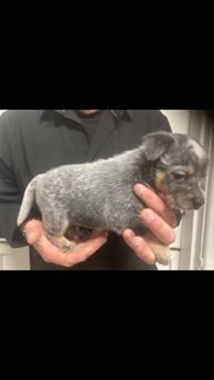 Cattle Dog Male