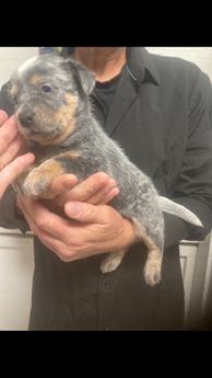 Cattle Dog Male