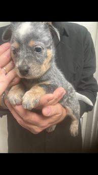 Cattle Dog Male