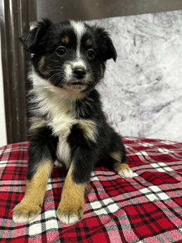 Chloe