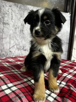 Chloe