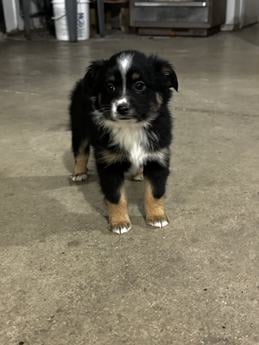 Chloe