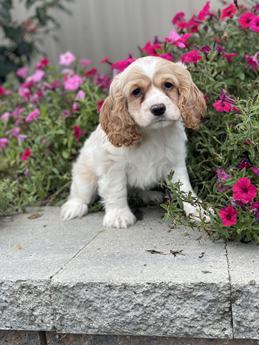 Cooper