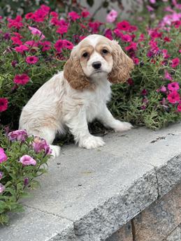 Cooper