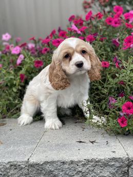 Cooper