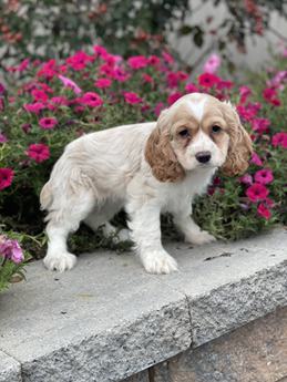 Cooper