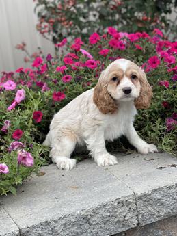 Cooper