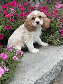 Cooper