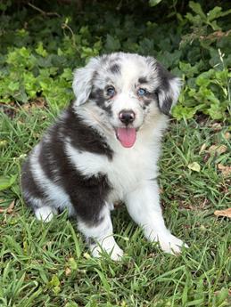 Cora