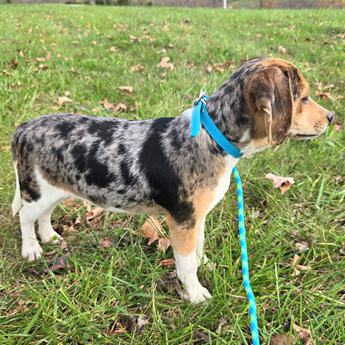 Costanza Queen Elizabeth Pocket Beagle