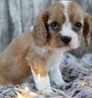 Cutie