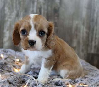 Cutie