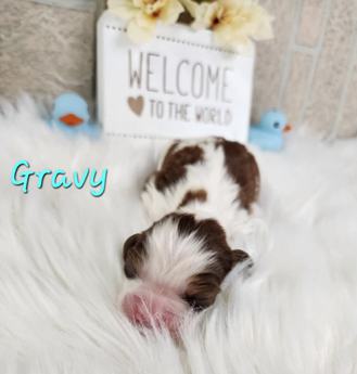 Gravy