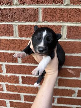 Jack