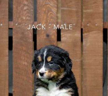 Jack