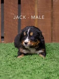 Jack