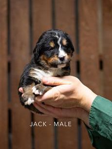 Jack