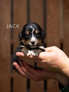 Jack