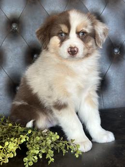 Jaxx