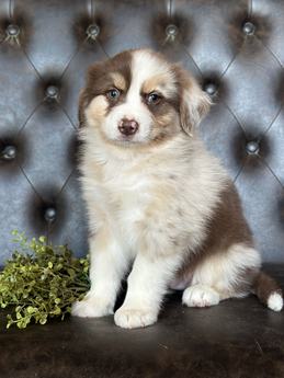 Jaxx