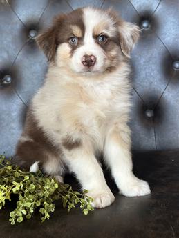 Jaxx