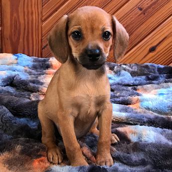 Kiwi Queen Elizabeth Pocket Beagle