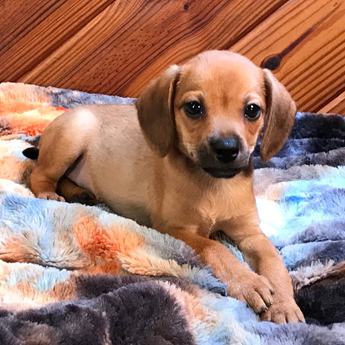 Kiwi Queen Elizabeth Pocket Beagle