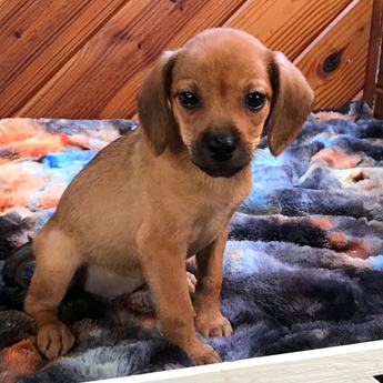 Kiwi Queen Elizabeth Pocket Beagle