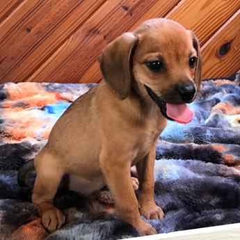 Kiwi Queen Elizabeth Pocket Beagle