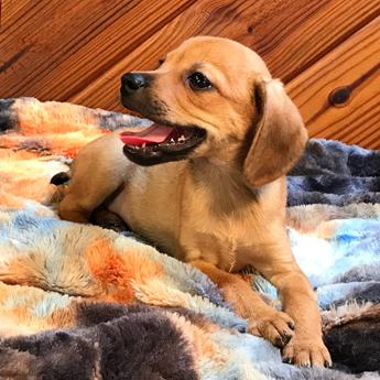 Kiwi Queen Elizabeth Pocket Beagle