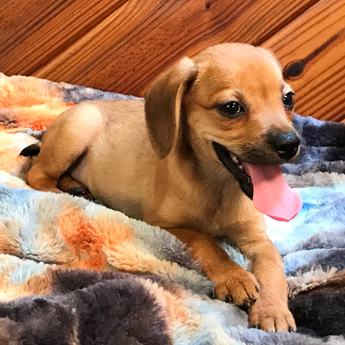Kiwi Queen Elizabeth Pocket Beagle