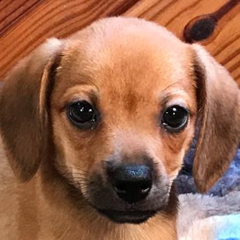 Kiwi Queen Elizabeth Pocket Beagle