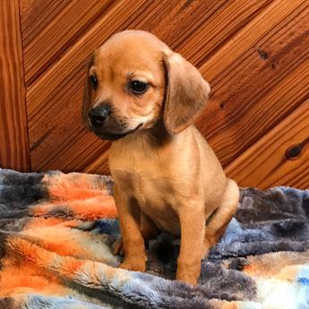 Kiwi Queen Elizabeth Pocket Beagle