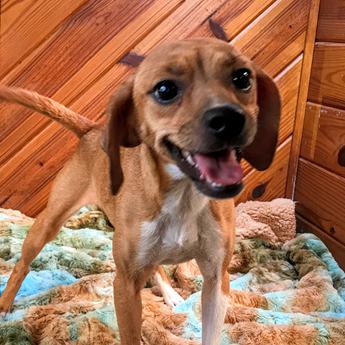 Kiwi Queen Elizabeth Pocket Beagle