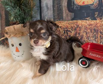 Lola