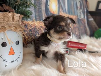 Lola