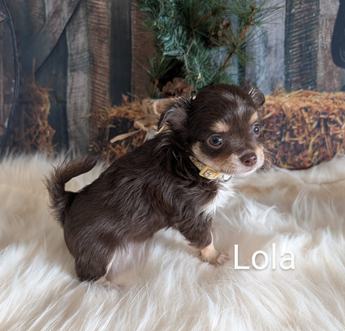 Lola
