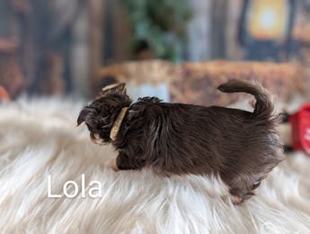 Lola