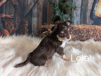 Lola