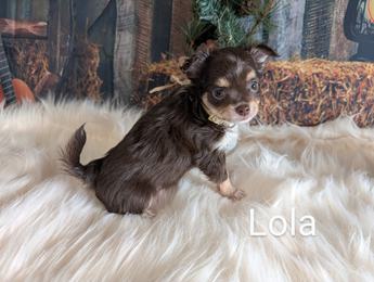 Lola