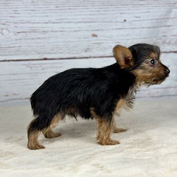 Louis V
