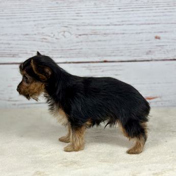 Louis V