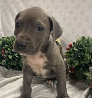 Lulu