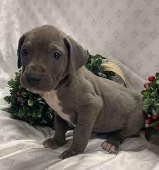 Lulu