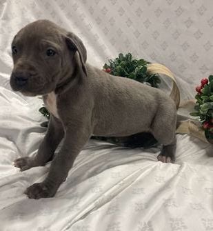 Lulu