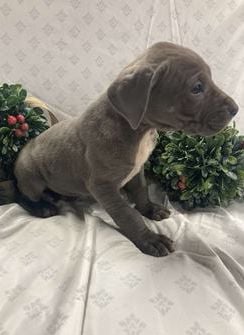 Lulu