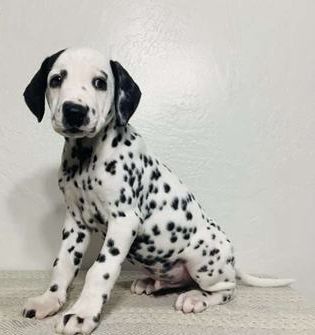 Marshall