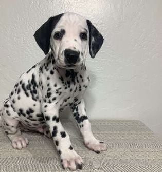 Marshall