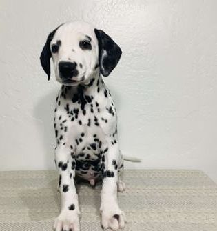 Marshall