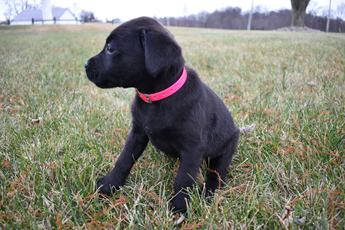 Millie